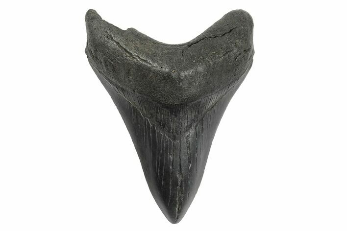 Fossil Megalodon Tooth - South Carolina #236219